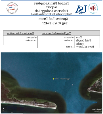 Tagged Fish Report Example 1